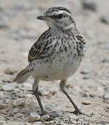 New Zealand Pipit