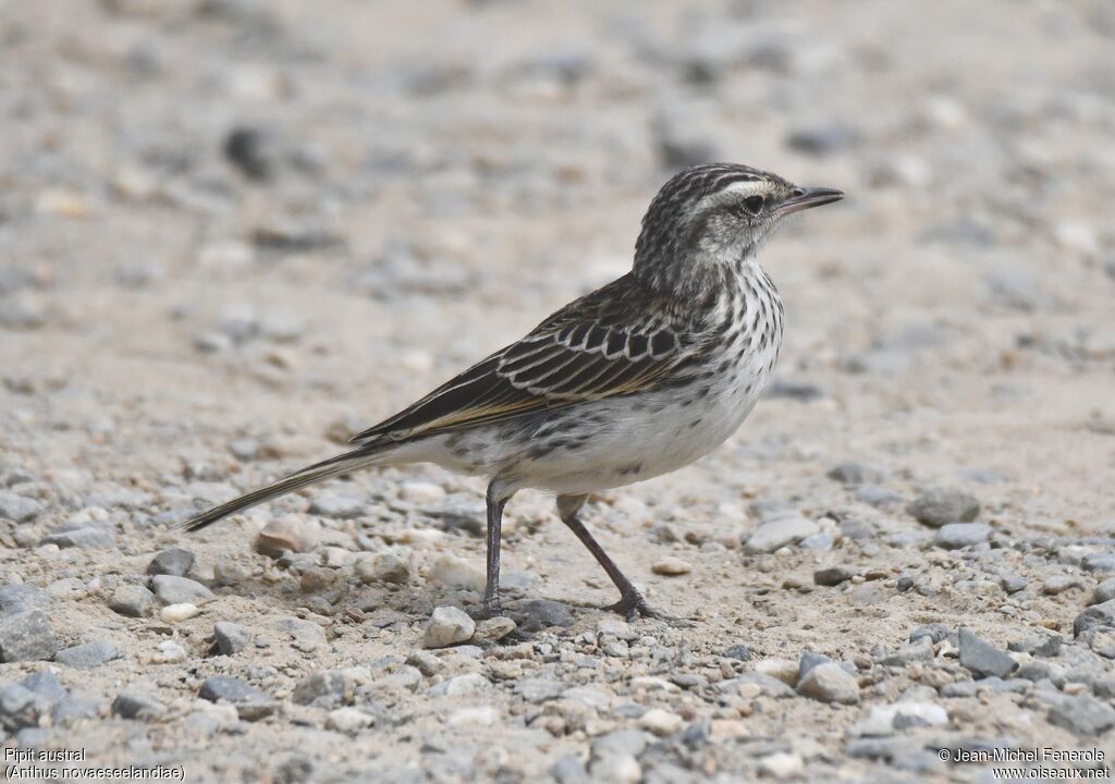 New Zealand Pipit