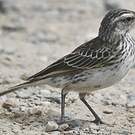 Pipit austral