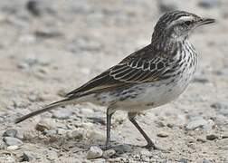 New Zealand Pipit