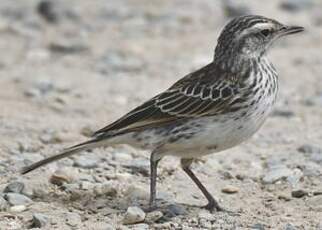 Pipit austral