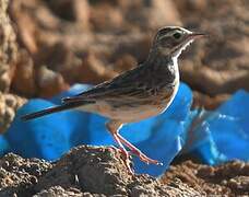 Australian Pipit