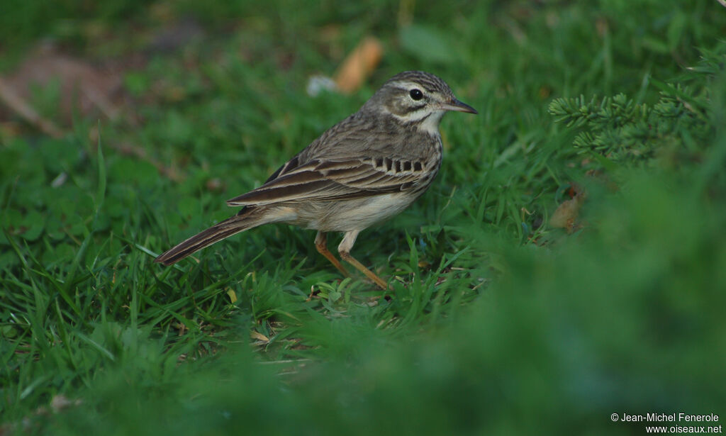 Berthelot's Pipit