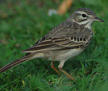 Berthelot's Pipit