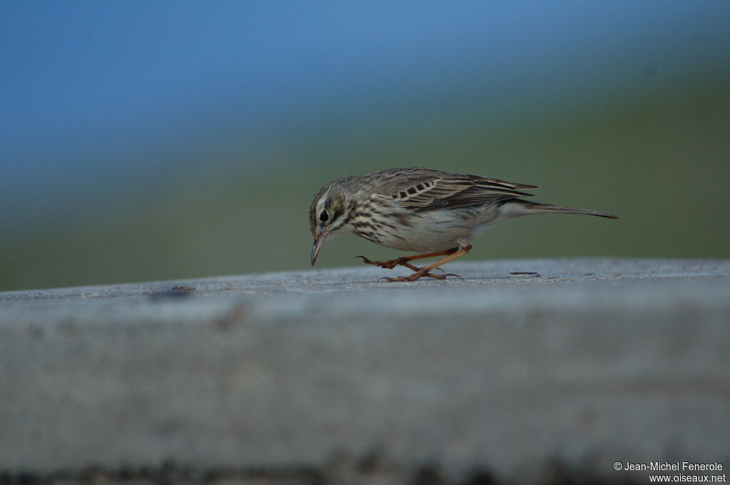 Berthelot's Pipit