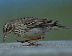 Berthelot's Pipit