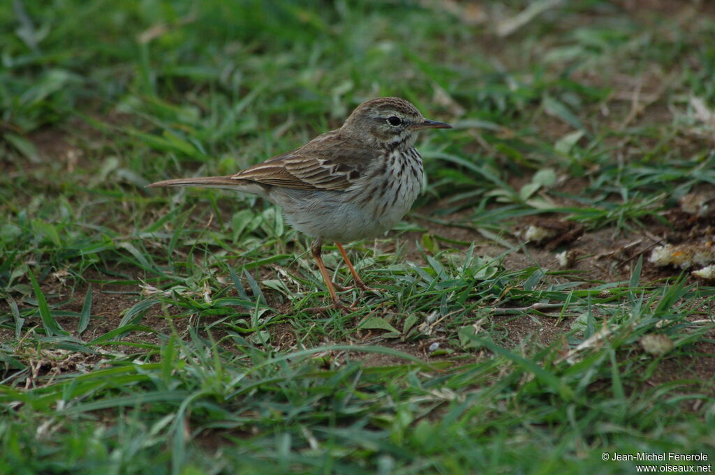 Pipit de Berthelot