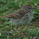 Pipit de Berthelot