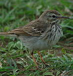 Pipit de Berthelot