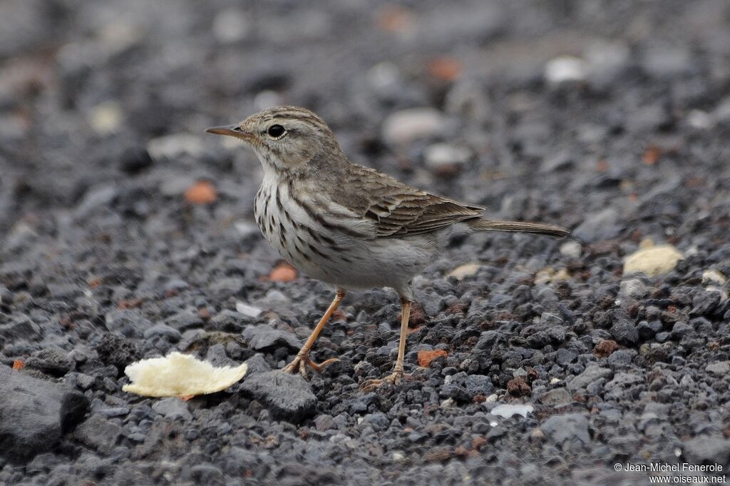 Pipit de Berthelot