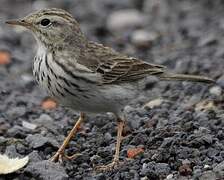 Berthelot's Pipit