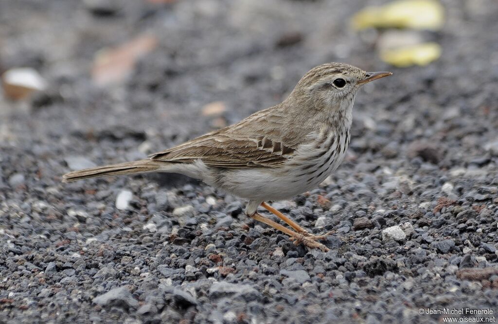 Berthelot's Pipit