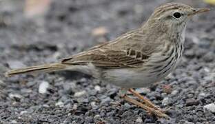 Berthelot's Pipit