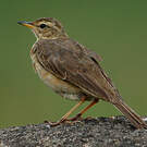 Pipit de Nicholson