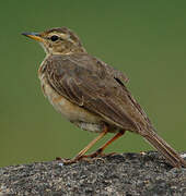 Nicholson's Pipit