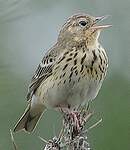 Pipit des arbres