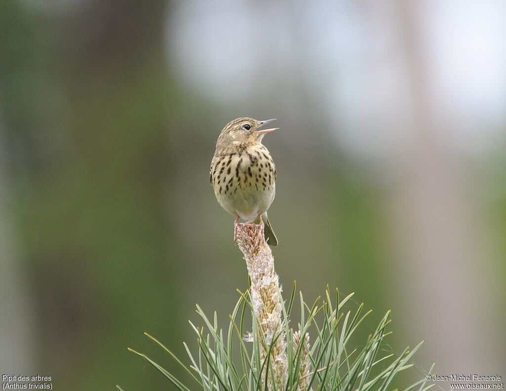 Pipit des arbres