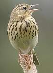 Pipit des arbres