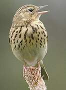 Tree Pipit