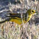 Pipit doré