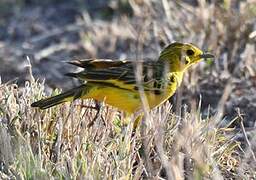 Golden Pipit