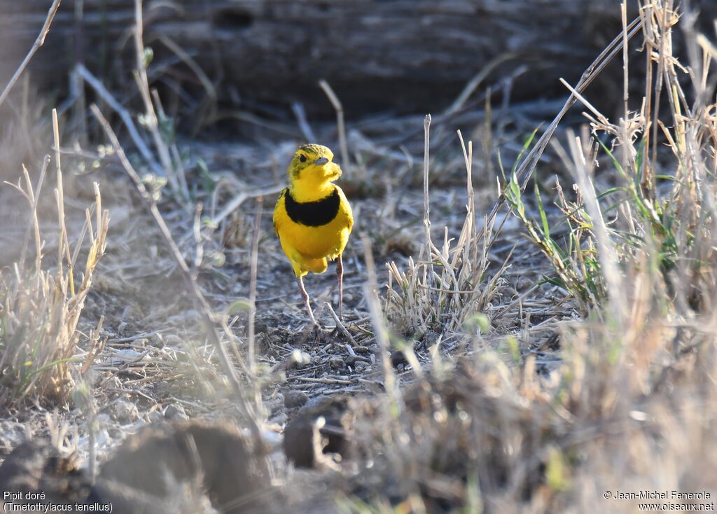 Pipit doré