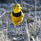 Pipit doré