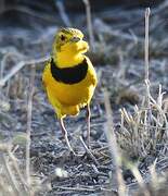 Golden Pipit