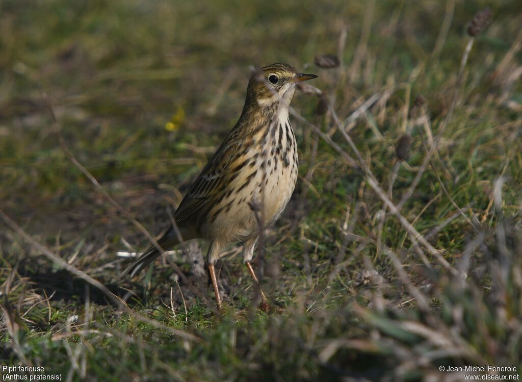 Pipit farlouse