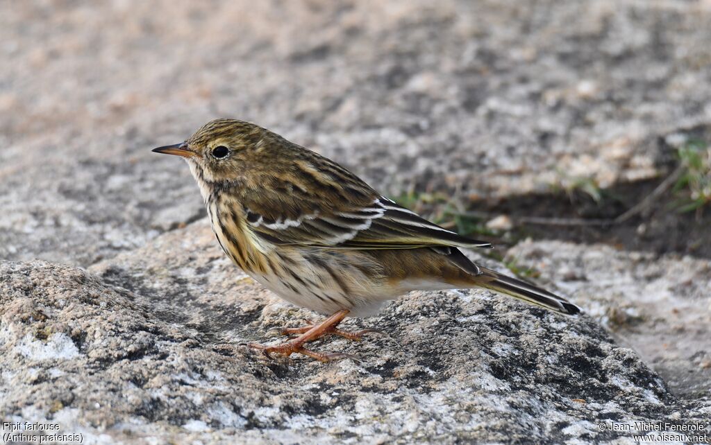 Pipit farlouse