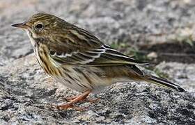 Meadow Pipit