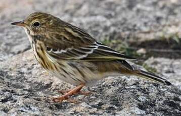 Pipit farlouse