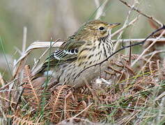 Meadow Pipit