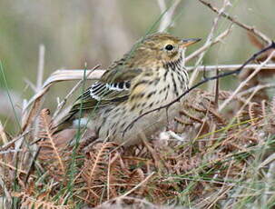 Pipit farlouse