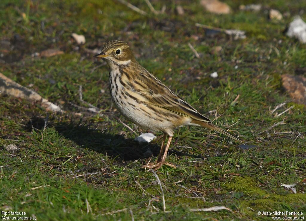 Meadow Pipit