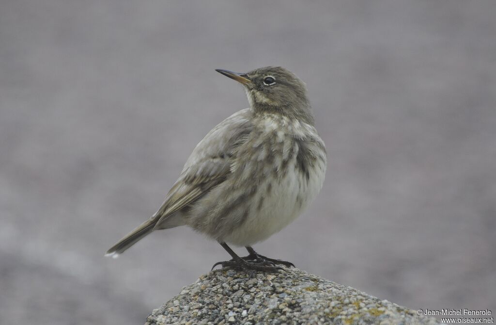 European Rock Pipit