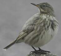 Eurasian Rock Pipit