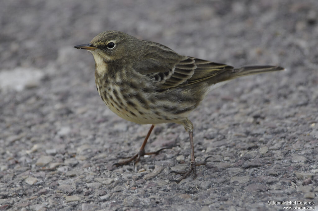 Pipit maritimeadulte internuptial, identification