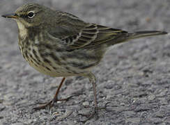 Eurasian Rock Pipit