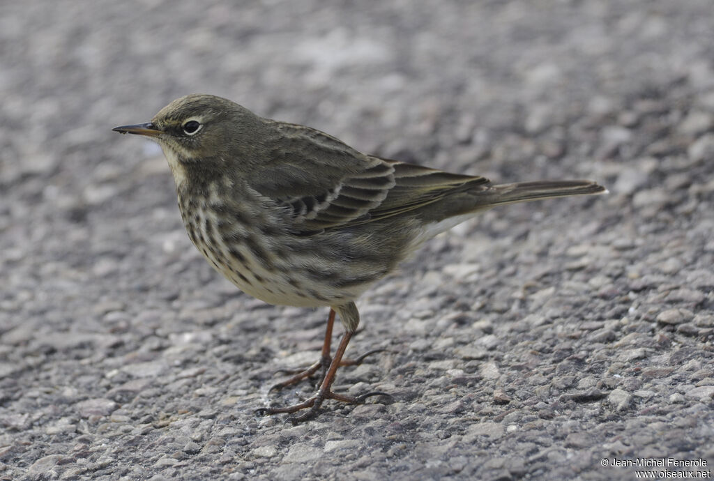 European Rock Pipit