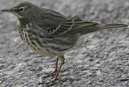 Eurasian Rock Pipit