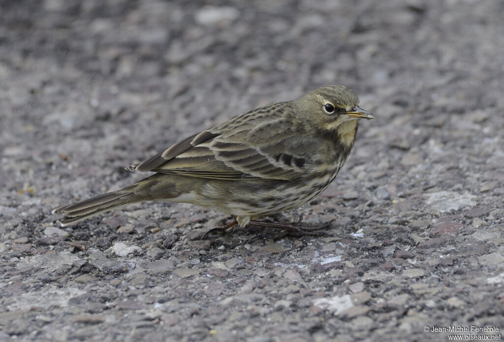 Eurasian Rock Pipit