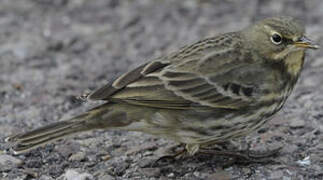 Eurasian Rock Pipit