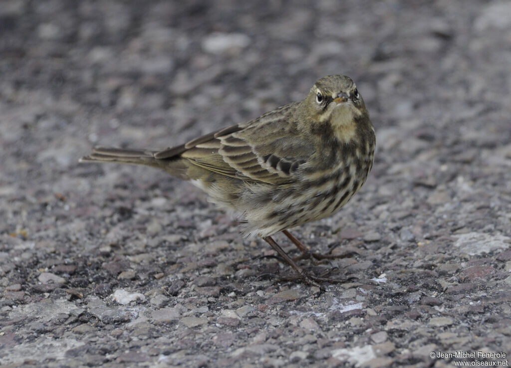 European Rock Pipit