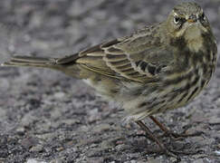 European Rock Pipit