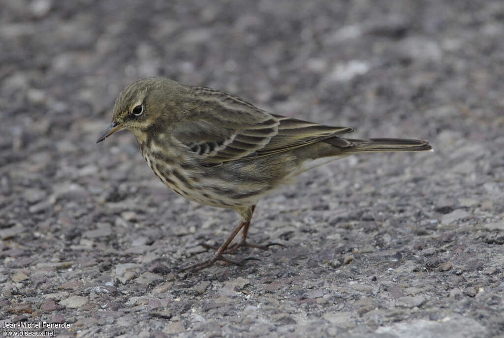 Eurasian Rock Pipitadult post breeding, identification