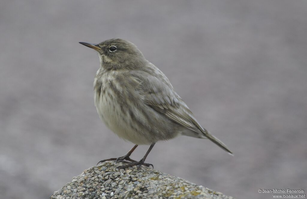 Eurasian Rock Pipit