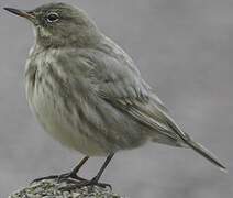 Eurasian Rock Pipit