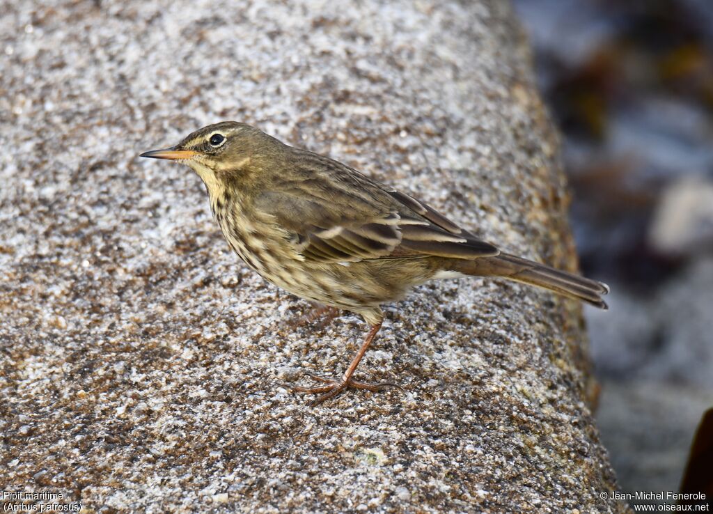 Eurasian Rock Pipit