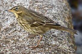 Eurasian Rock Pipit